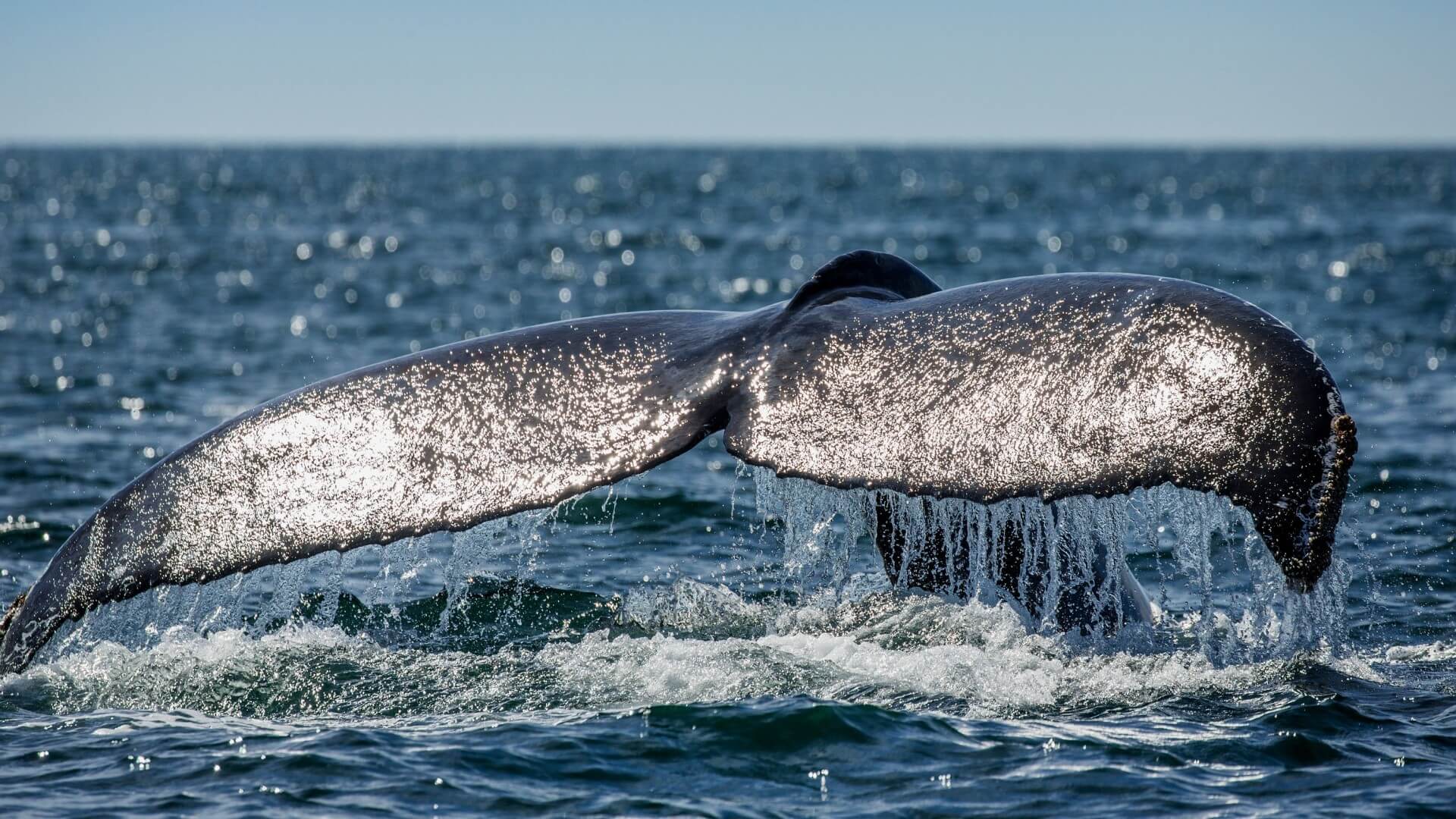 A close-up of the whale's tail flipping water